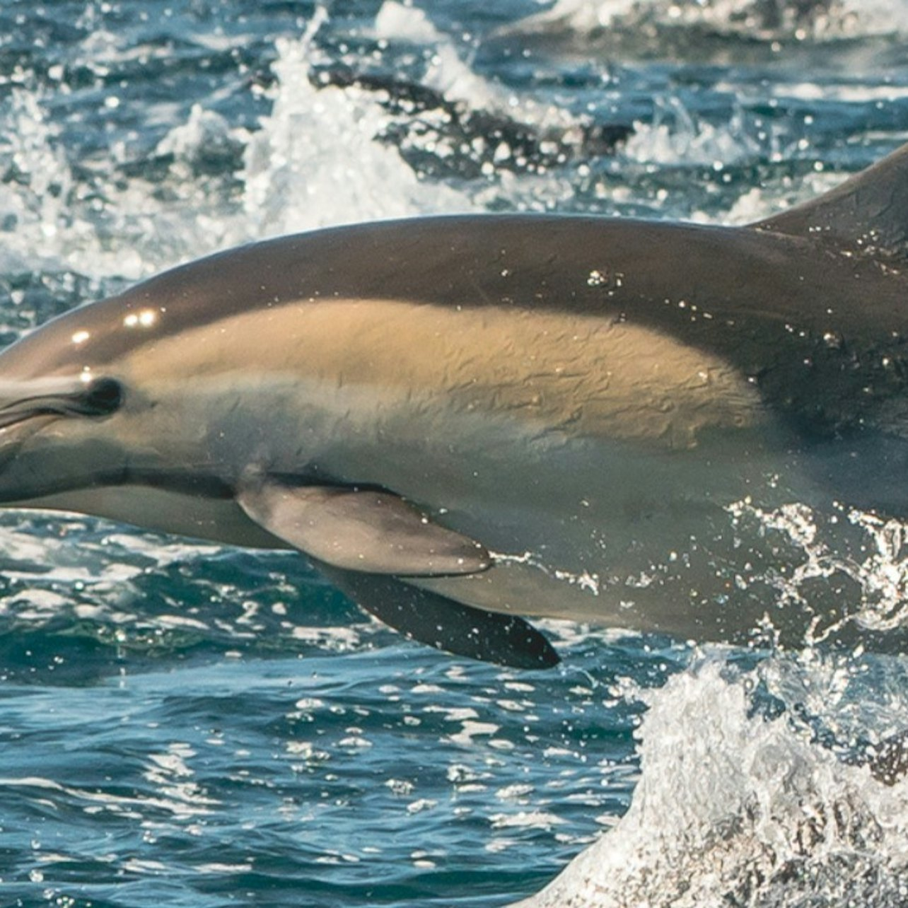 Newport Beach: Year-Round Whale and Dolphin Cruises - Photo 1 of 6